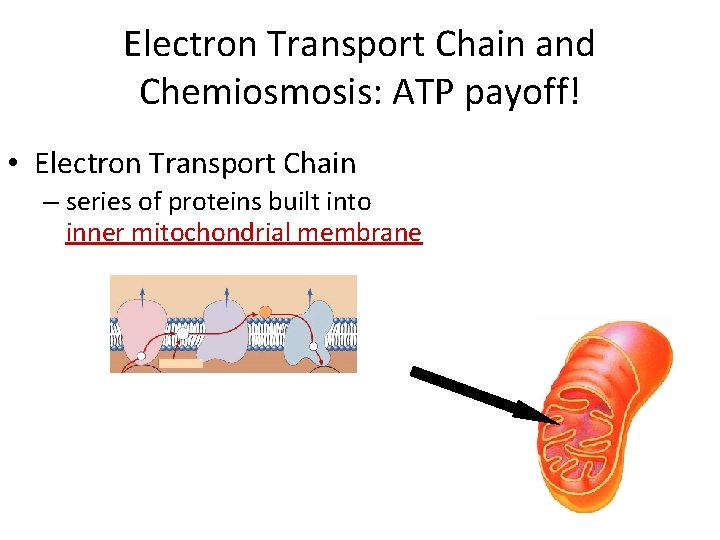 Electron Transport Chain and Chemiosmosis: ATP payoff! • Electron Transport Chain – series of