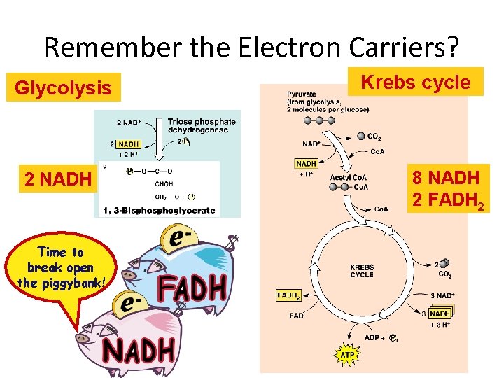 Remember the Electron Carriers? Glycolysis 2 NADH Time to break open the piggybank! Krebs