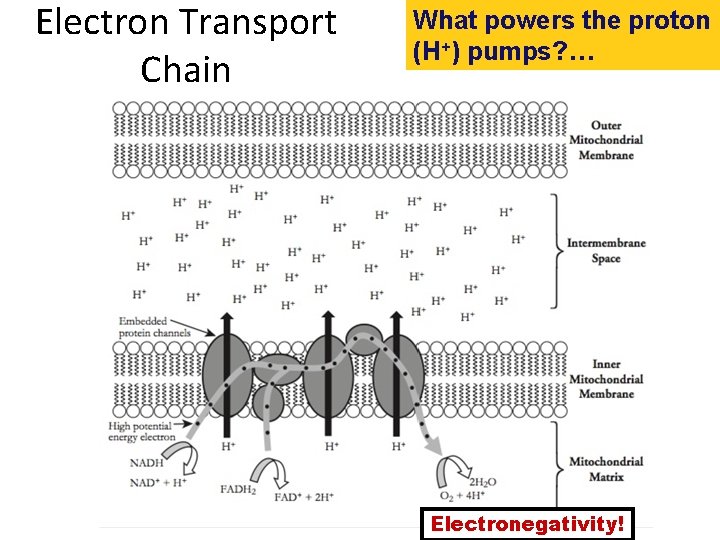 Electron Transport Chain What powers the proton (H+) pumps? … Electronegativity! 