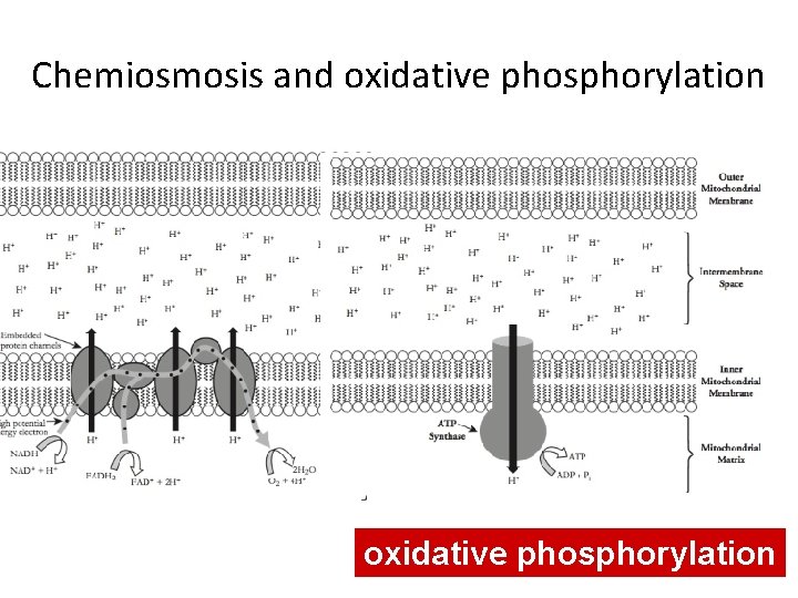 Chemiosmosis and oxidative phosphorylation 