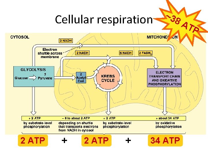 Cellular respiration 2 ATP + ~3 8 A 34 ATP TP 