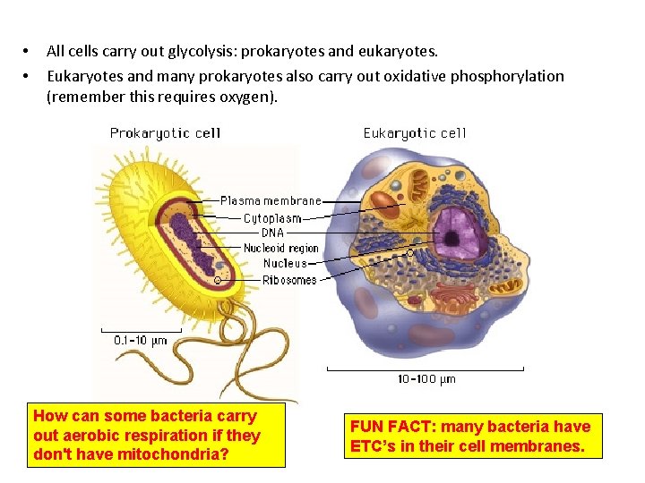  • • All cells carry out glycolysis: prokaryotes and eukaryotes. Eukaryotes and many