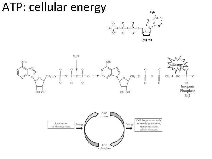 ATP: cellular energy 