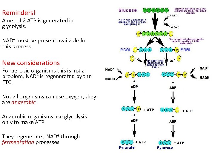 Reminders! A net of 2 ATP is generated in glycolysis. NAD+ must be present