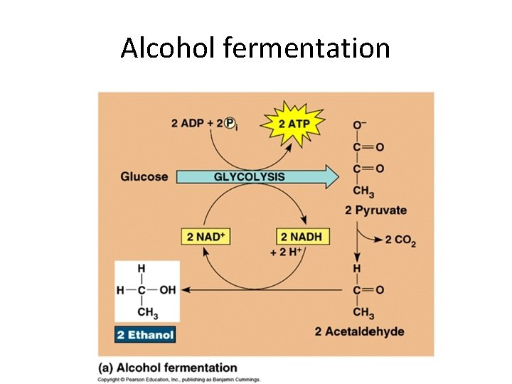 Alcohol fermentation 