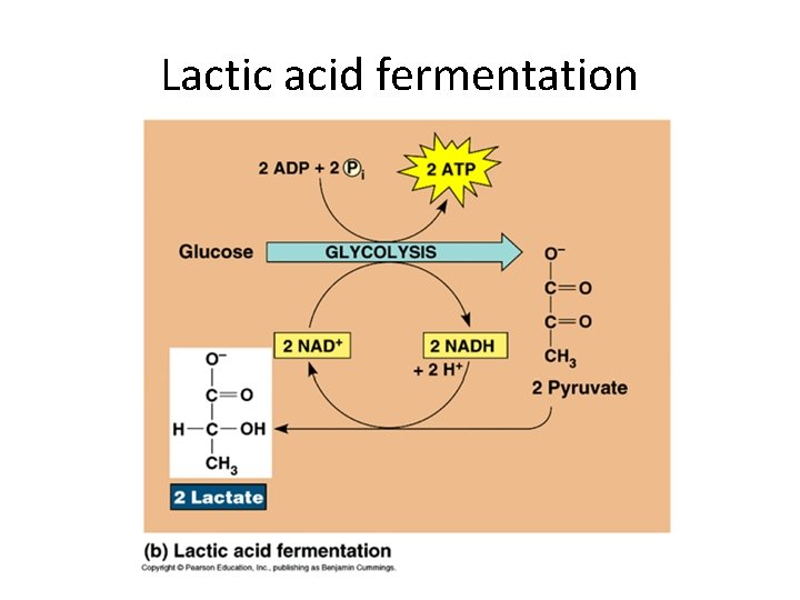 Lactic acid fermentation 