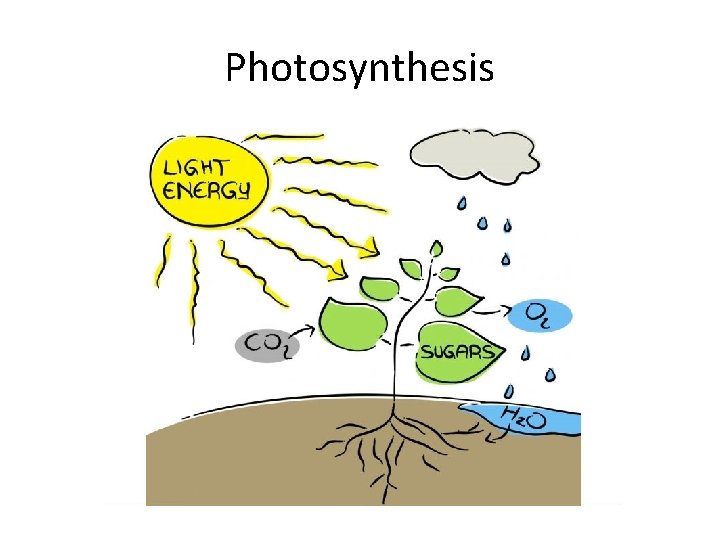 Photosynthesis 