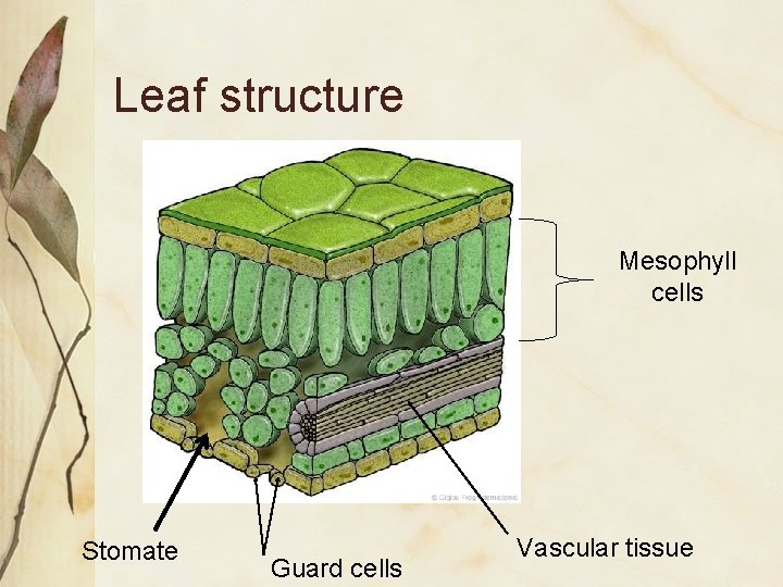 Leaf structure Mesophyll cells Stomate Guard cells Vascular tissue 