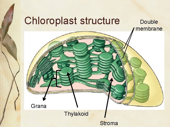 Chloroplast structure Grana Thylakoid Stroma Double membrane 