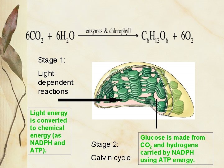 Stage 1: Lightdependent reactions Light energy is converted to chemical energy (as NADPH and