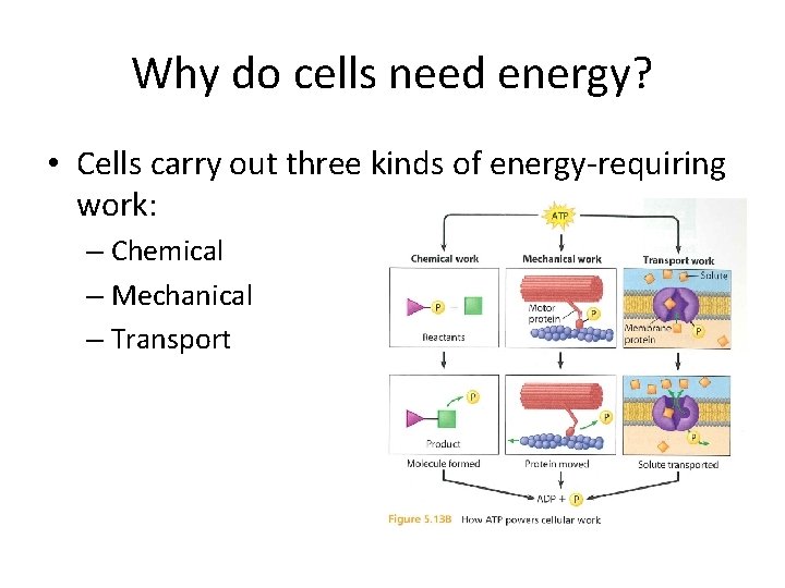 Why do cells need energy? • Cells carry out three kinds of energy-requiring work: