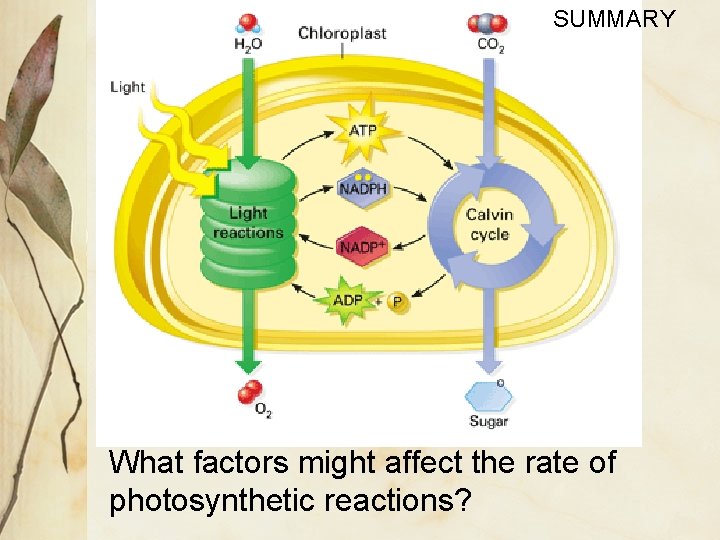 SUMMARY What factors might affect the rate of photosynthetic reactions? 