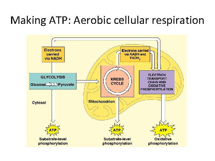 Making ATP: Aerobic cellular respiration 