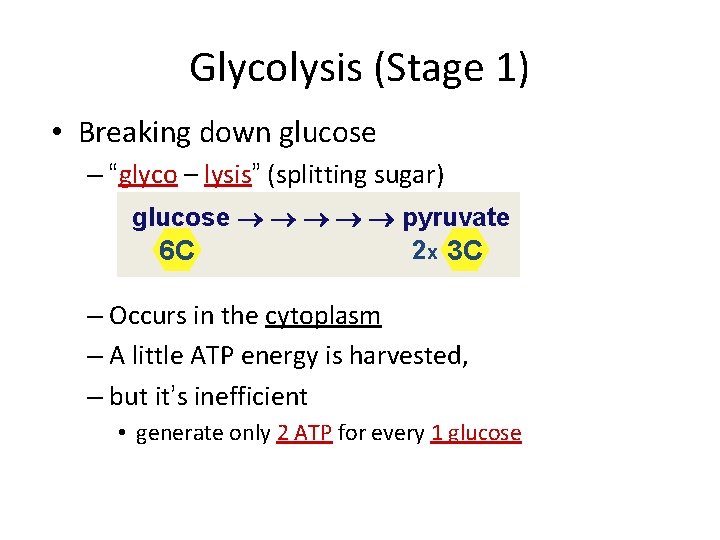 Glycolysis (Stage 1) • Breaking down glucose – “glyco – lysis” (splitting sugar) glucose