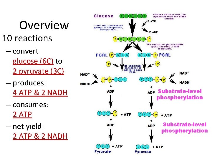Overview 10 reactions – convert glucose (6 C) to 2 pyruvate (3 C) –