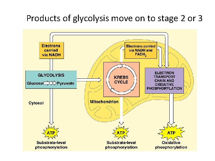 Products of glycolysis move on to stage 2 or 3 