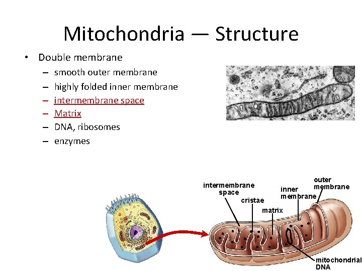 Mitochondria — Structure • Double membrane – – – smooth outer membrane highly folded