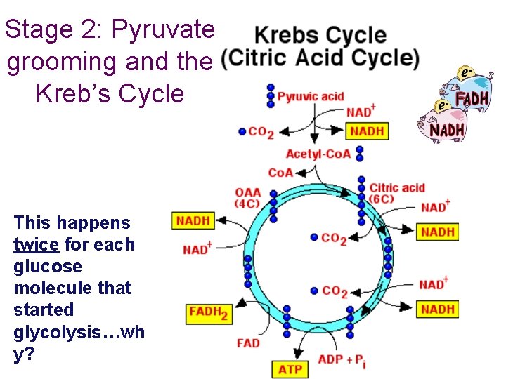 Stage 2: Pyruvate grooming and the Kreb’s Cycle This happens twice for each glucose