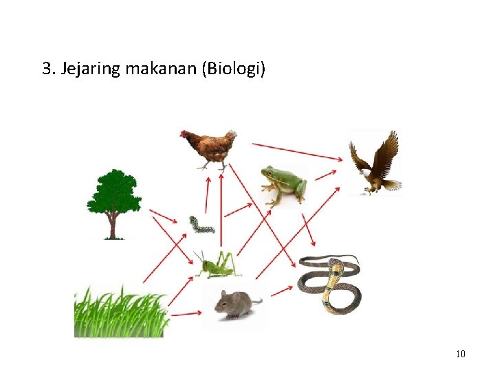 3. Jejaring makanan (Biologi) 10 