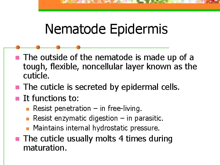 Nematode Epidermis n n n The outside of the nematode is made up of