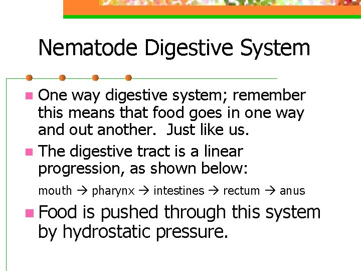 Nematode Digestive System One way digestive system; remember this means that food goes in