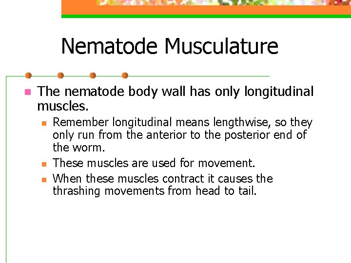 Nematode Musculature n The nematode body wall has only longitudinal muscles. n n n