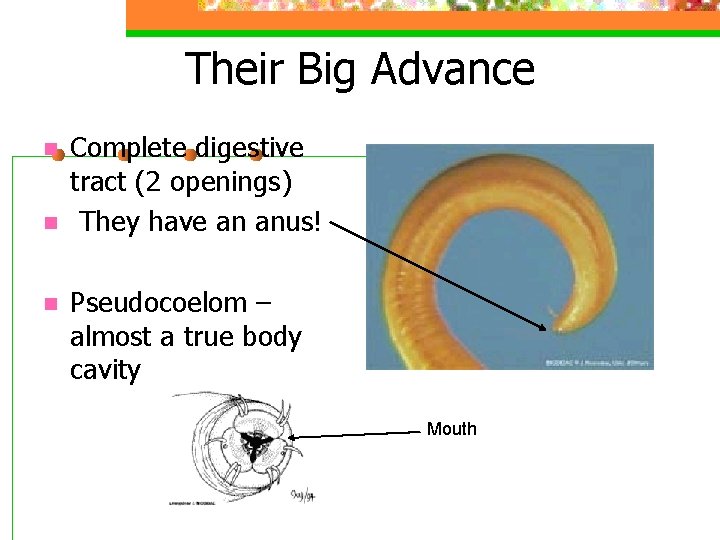 Their Big Advance n n n Complete digestive tract (2 openings) They have an