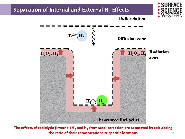 Separation of Internal and External H 2 Effects Bulk solution Fe 2+, H Separation of Internal and External H 2 Effects Bulk solution Fe 2+, H