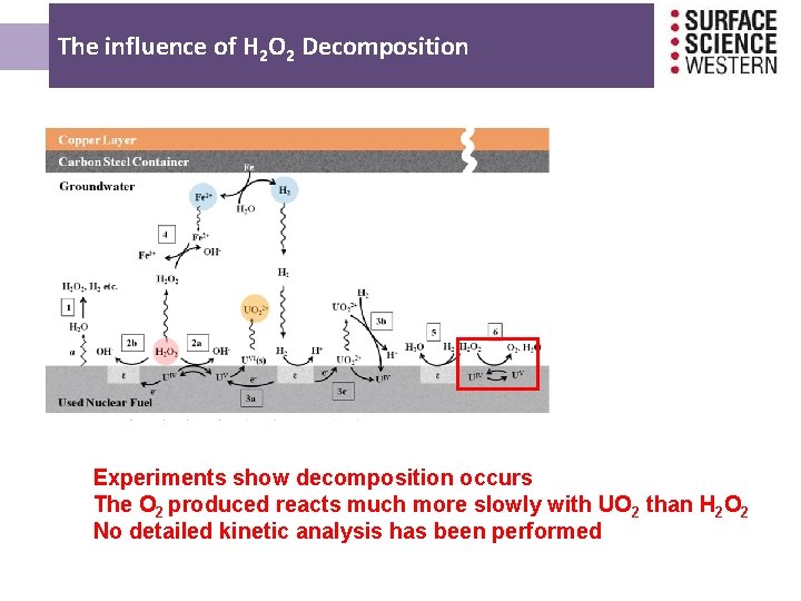 The influence of H 2 O 2 Decomposition Experiments show decomposition occurs The The influence of H 2 O 2 Decomposition Experiments show decomposition occurs The