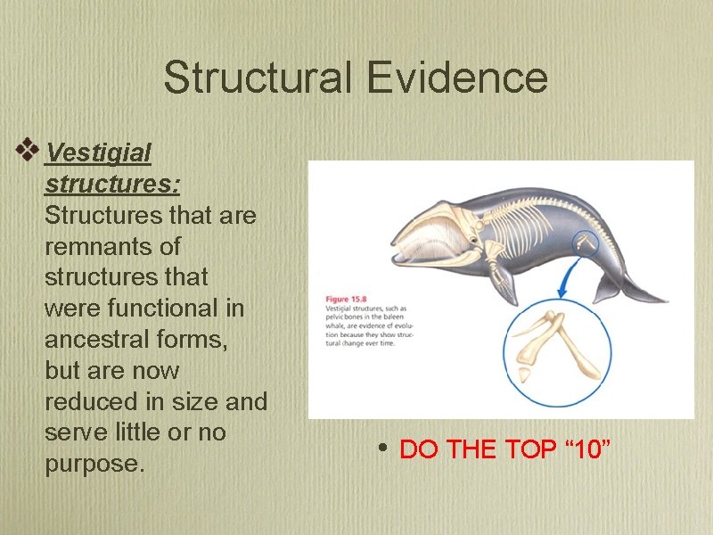 Structural Evidence Vestigial structures: Structures that are remnants of structures that were functional in