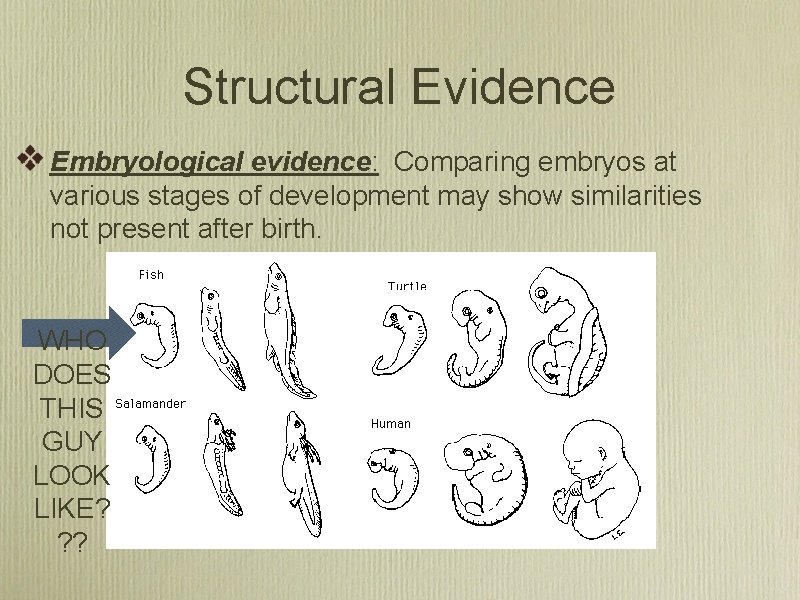 Structural Evidence Embryological evidence: Comparing embryos at various stages of development may show similarities