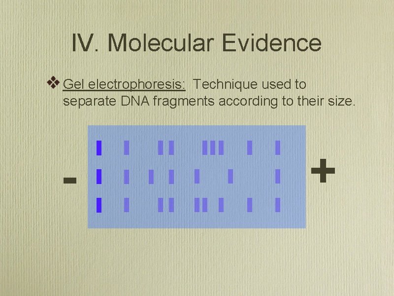 IV. Molecular Evidence Gel electrophoresis: Technique used to separate DNA fragments according to their