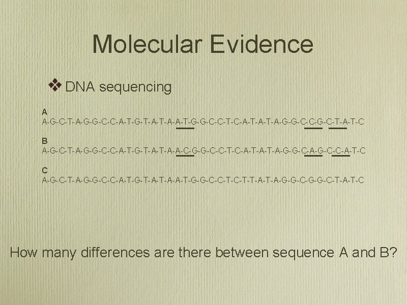 Molecular Evidence DNA sequencing A A-G-C-T-A-G-G-C-C-A-T-G-T-A-A-T-G-G-C-C-T-C-A-T-A-G-G-C-C-G-C-T-A-T-C B A-G-C-T-A-G-G-C-C-A-T-G-T-A-A-C-G-G-C-C-T-C-A-T-A-G-G-C-A-G-C-C-A-T-C C A-G-C-T-A-G-G-C-C-A-T-G-T-A-A-T-G-G-C-C-T-T-A-G-G-C-T-A-T-C How many differences are