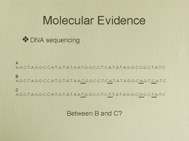 Molecular Evidence DNA sequencing A A-G-C-T-A-G-G-C-C-A-T-G-T-A-A-T-G-G-C-C-T-C-A-T-A-G-G-C-C-G-C-T-A-T-C B A-G-C-T-A-G-G-C-C-A-T-G-T-A-A-C-G-G-C-C-T-C-A-T-A-G-G-C-A-G-C-C-A-T-C C A-G-C-T-A-G-G-C-C-A-T-G-T-A-A-T-G-G-C-C-T-T-A-G-G-C-T-A-T-C Between B and C?