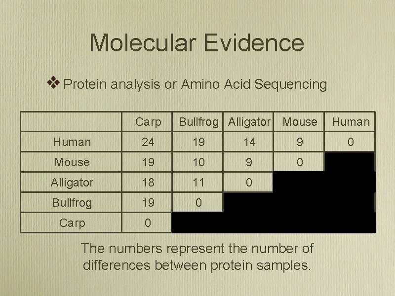 Molecular Evidence Protein analysis or Amino Acid Sequencing Carp Bullfrog Alligator Mouse Human 24