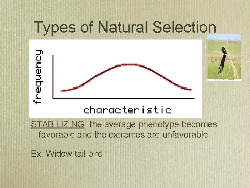 Types of Natural Selection STABILIZING- the average phenotype becomes favorable and the extremes are