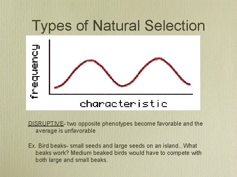 Types of Natural Selection DISRUPTIVE- two opposite phenotypes become favorable and the average is