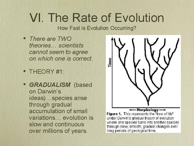 VI. The Rate of Evolution How Fast is Evolution Occurring? • There are TWO