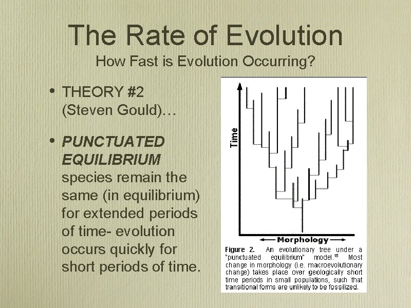 The Rate of Evolution How Fast is Evolution Occurring? • THEORY #2 (Steven Gould)…