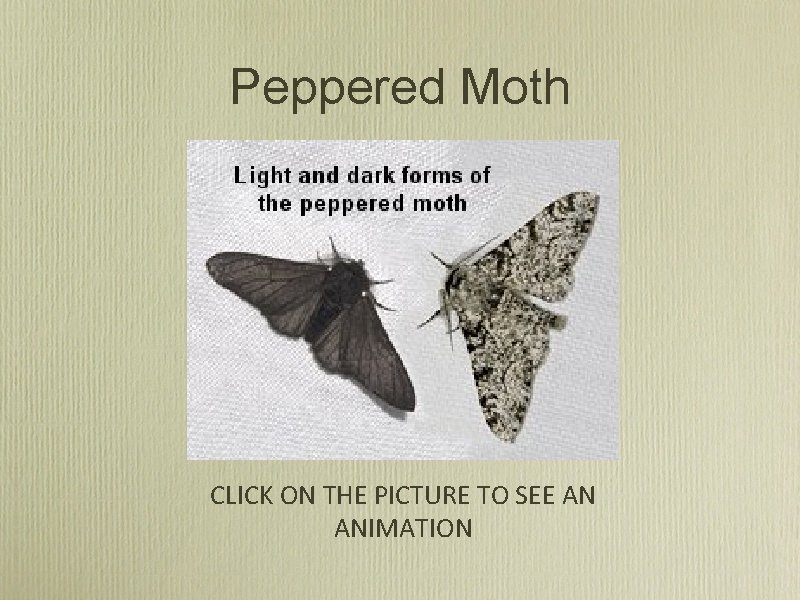 Peppered Moth CLICK ON THE PICTURE TO SEE AN ANIMATION 