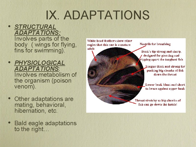 IX. ADAPTATIONS • STRUCTURAL ADAPTATIONS: Involves parts of the body ( wings for flying,