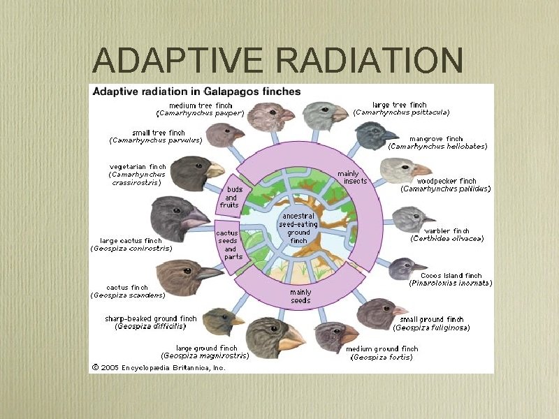 ADAPTIVE RADIATION 