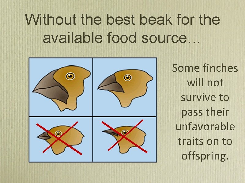 Without the best beak for the available food source… Some finches will not survive