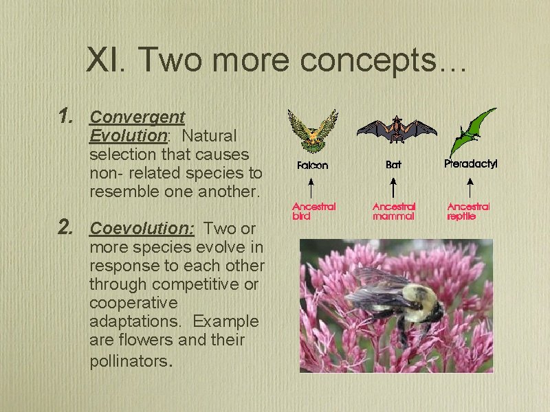  XI. Two more concepts… 1. Convergent Evolution: Natural selection that causes non- related