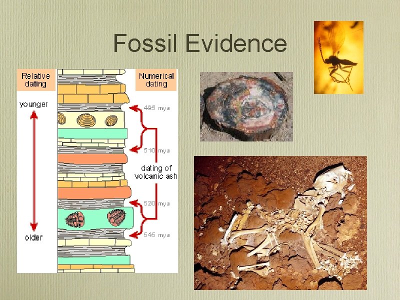 Fossil Evidence 