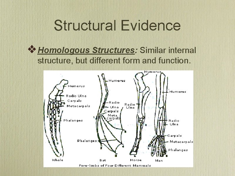 Structural Evidence Homologous Structures: Similar internal structure, but different form and function. 