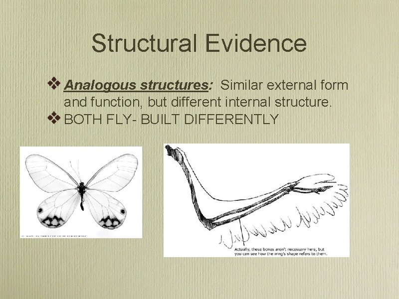 Structural Evidence Analogous structures: Similar external form and function, but different internal structure. BOTH