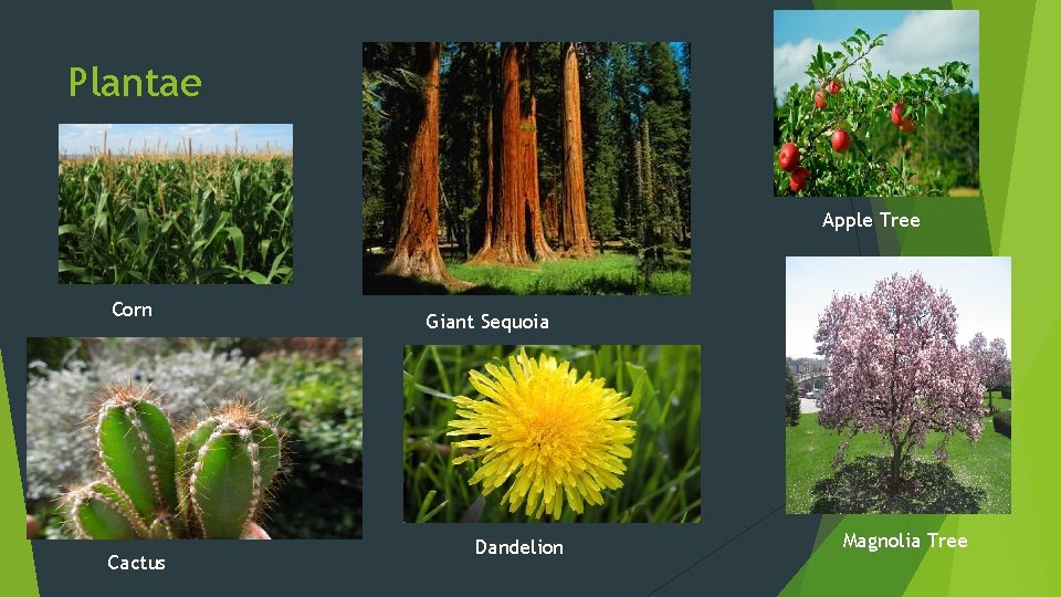 Plantae Apple Tree Corn Cactus Giant Sequoia Dandelion Magnolia Tree 