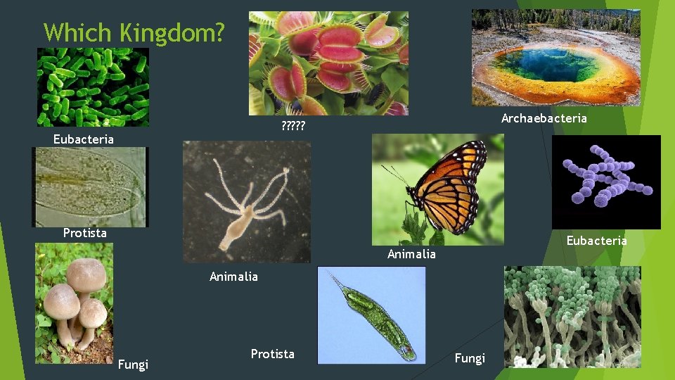 Which Kingdom? Archaebacteria ? ? ? Eubacteria Protista Eubacteria Animalia Fungi Protista Fungi 