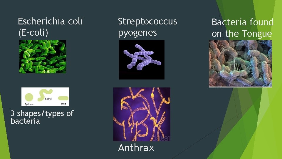 Escherichia coli (E-coli) Streptococcus pyogenes 3 shapes/types of bacteria Anthrax Bacteria found on the